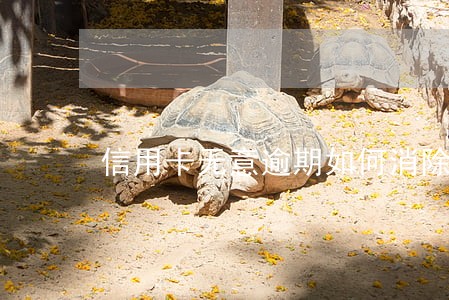 信用卡无意逾期如何消除
