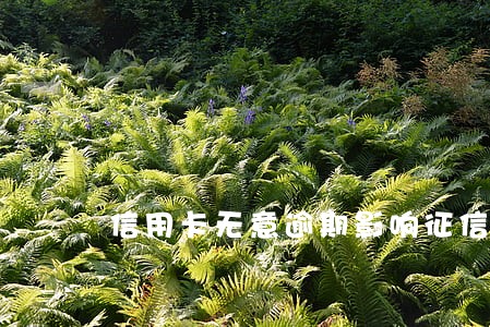 信用卡无意逾期影响征信