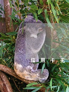 信用卡无逾期为什么无法分期