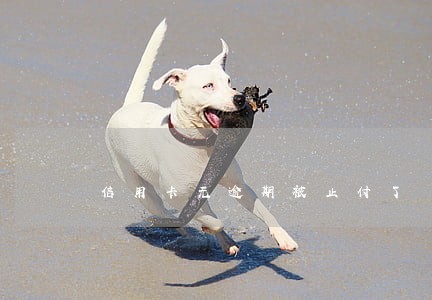 信用卡无逾期被止付了 信用卡无逾期被止付了