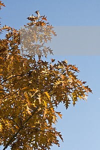 信用卡无逾期证明怎么开