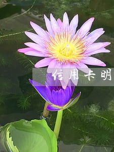 信用卡明天逾期没钱还怎么办