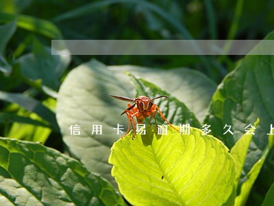 信用卡易逾期多久会上门 信用卡易逾期多久会上门