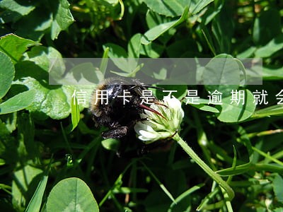 信用卡是不是逾期就会判刑 信用卡是不是逾期就会判刑