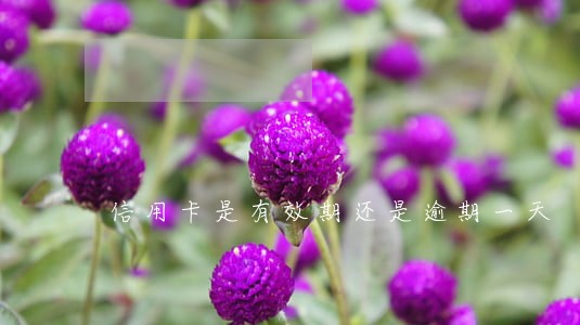 信用卡是有效期还是逾期一天