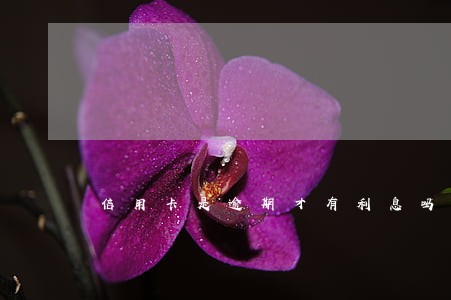 信用卡是逾期才有利息吗 信用卡是逾期才有利息吗