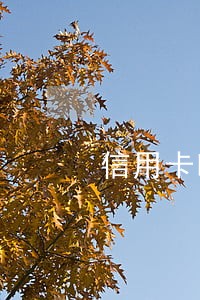 信用卡晚8天算逾期吗 信用卡晚8天算逾期吗