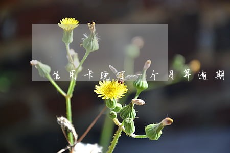 信用卡晚了一个月算逾期吗