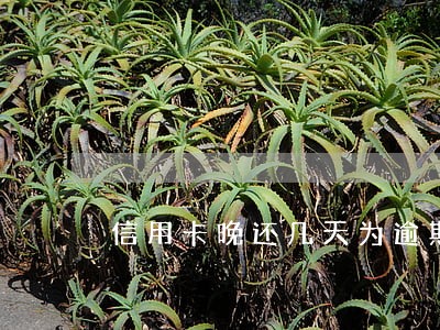 信用卡晚还几天为逾期