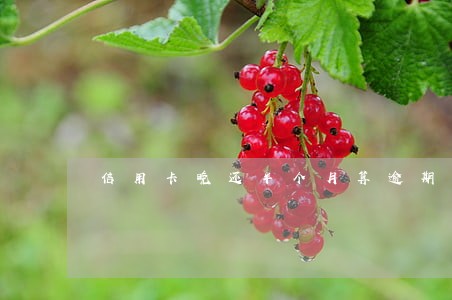 信用卡晚还半个月算逾期吗 信用卡晚还半个月算逾期吗