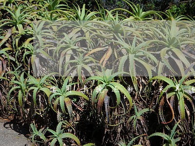 信用卡晚还款1天算逾期吗 信用卡晚还款1天算逾期吗