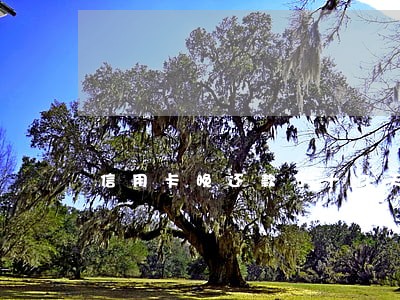 信用卡晚还款了十几天算逾期吗 信用卡晚还款了十几天算逾期吗