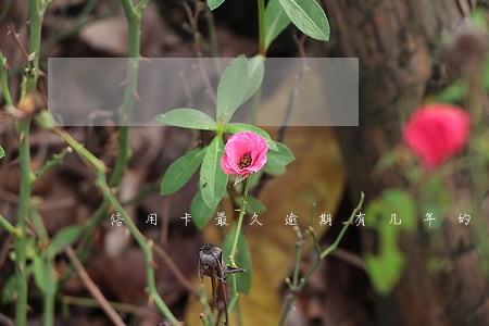 信用卡最久逾期有几年的 信用卡最久逾期有几年的