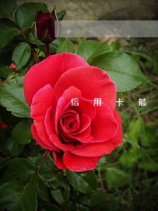 信用卡最低还会逾期吗 信用卡最低还会逾期吗