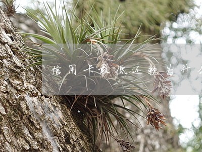 信用卡最低还款为什么还说逾期了