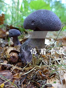 信用卡最低还款后不算逾期 信用卡最低还款后不算逾期