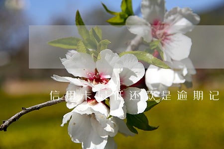 信用卡最低还款是逾期记录 信用卡最低还款是逾期记录