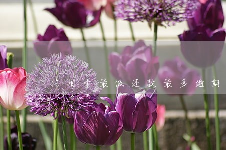 信用卡最低还款最多逾期 信用卡最低还款最多逾期