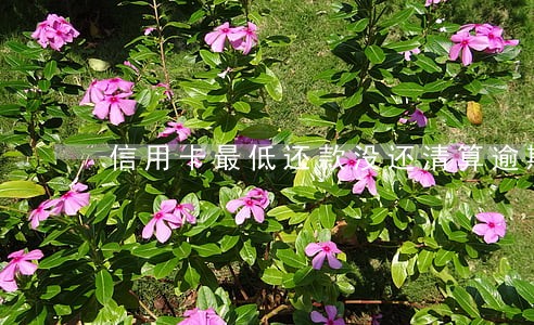 信用卡最低还款没还清算逾期吗 信用卡最低还款没还清算逾期吗