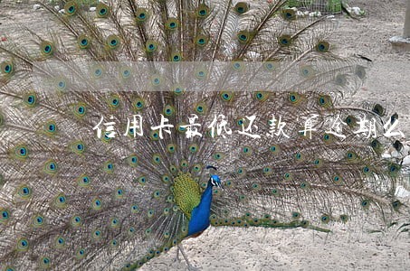 信用卡最低还款算逾期么 信用卡最低还款算逾期么