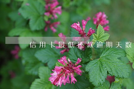 信用卡最低还款逾期天数怎么算