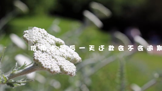 信用卡最后一天还款会不会逾期 信用卡最后一天还款会不会逾期