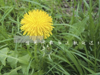 信用卡最后还款延迟3天算逾期吗 信用卡最后还款延迟3天算逾期吗