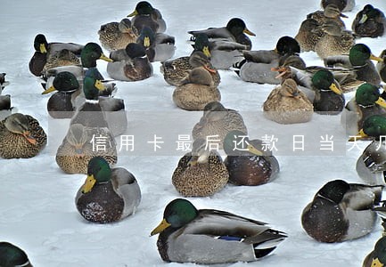 信用卡最后还款日当天几点算逾期 信用卡最后还款日当天几点算逾期