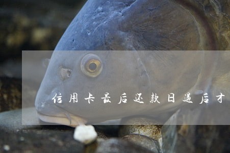 信用卡最后还款日过后才算逾期吗 信用卡最后还款日过后才算逾期吗