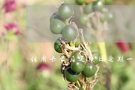 信用卡最后还款日逾期一次