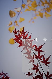 信用卡最后逾期日期查询 信用卡最后逾期日期查询