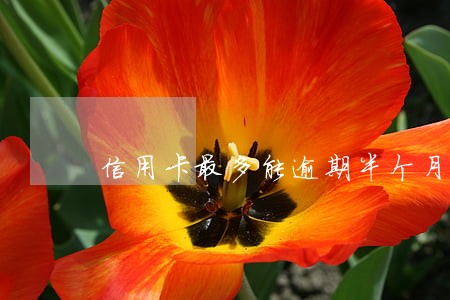 信用卡最多能逾期半个月