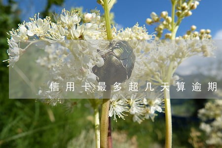 信用卡最多超几天算逾期 信用卡最多超几天算逾期