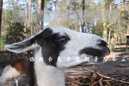 信用卡最多逾期多久不上征信 信用卡最多逾期多久不上征信