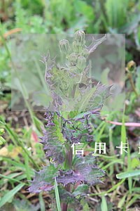 信用卡最多逾期多天