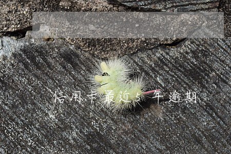 信用卡最近5年逾期 信用卡最近5年逾期