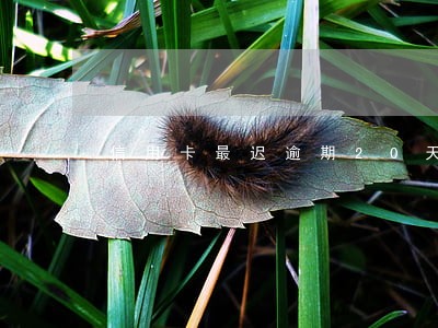 信用卡最迟逾期20天有事吗 信用卡最迟逾期20天有事吗