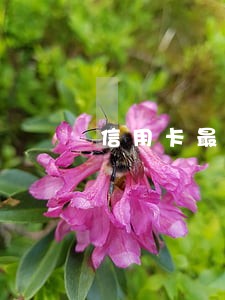 信用卡最长逾期月数1 信用卡最长逾期月数1