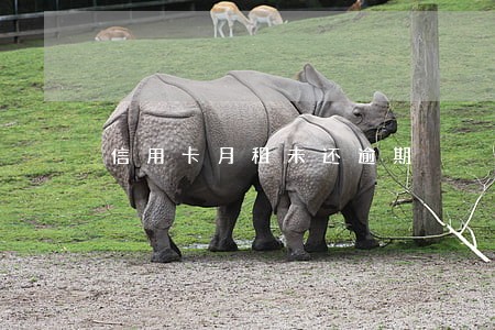 信用卡月租未还逾期 信用卡月租未还逾期