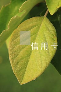 信用卡月费忘交导致逾期 信用卡月费忘交导致逾期