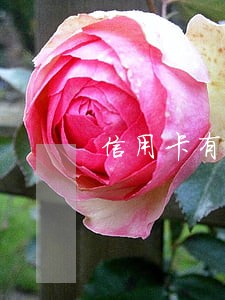 信用卡有1个逾期影响征信吗