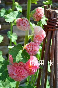 信用卡有3条逾期房贷 信用卡有3条逾期房贷