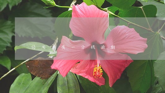 信用卡有一分钱逾期