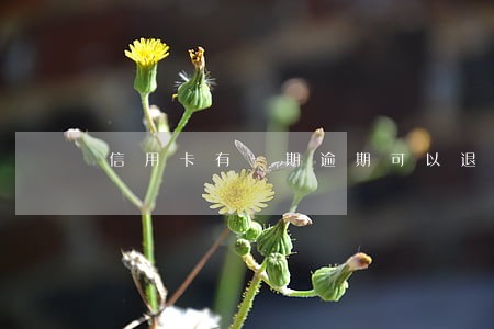 信用卡有一期逾期可以退违约金吗 信用卡有一期逾期可以退违约金吗