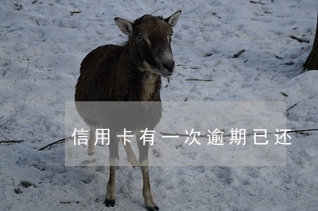 信用卡有一次逾期已还 信用卡有一次逾期已还