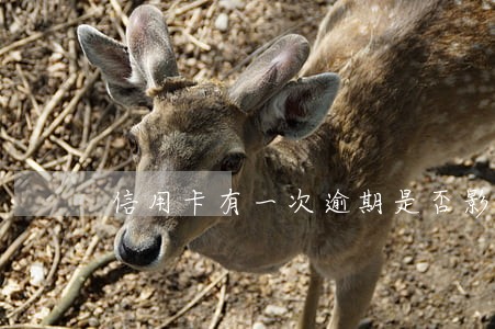信用卡有一次逾期是否影响信誉 信用卡有一次逾期是否影响信誉