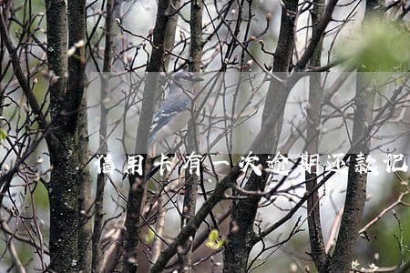 信用卡有一次逾期还款记录 信用卡有一次逾期还款记录