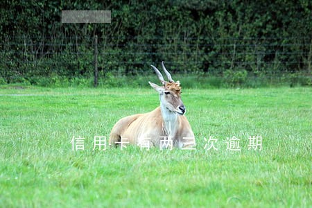 信用卡有两三次逾期 信用卡有两三次逾期