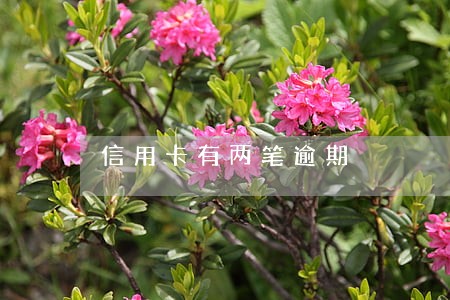 信用卡有两笔逾期 信用卡有两笔逾期