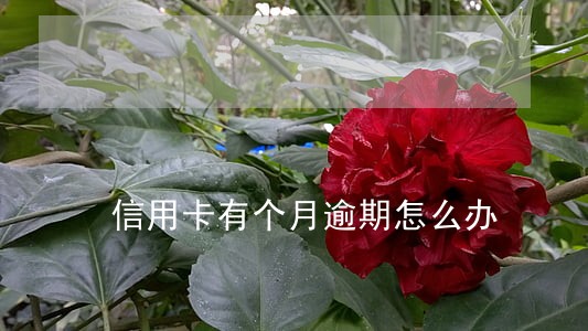 信用卡有个月逾期怎么办 信用卡有个月逾期怎么办